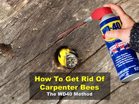 How to get rid of carpenter bees wd40. Things To Know About How to get rid of carpenter bees wd40. 